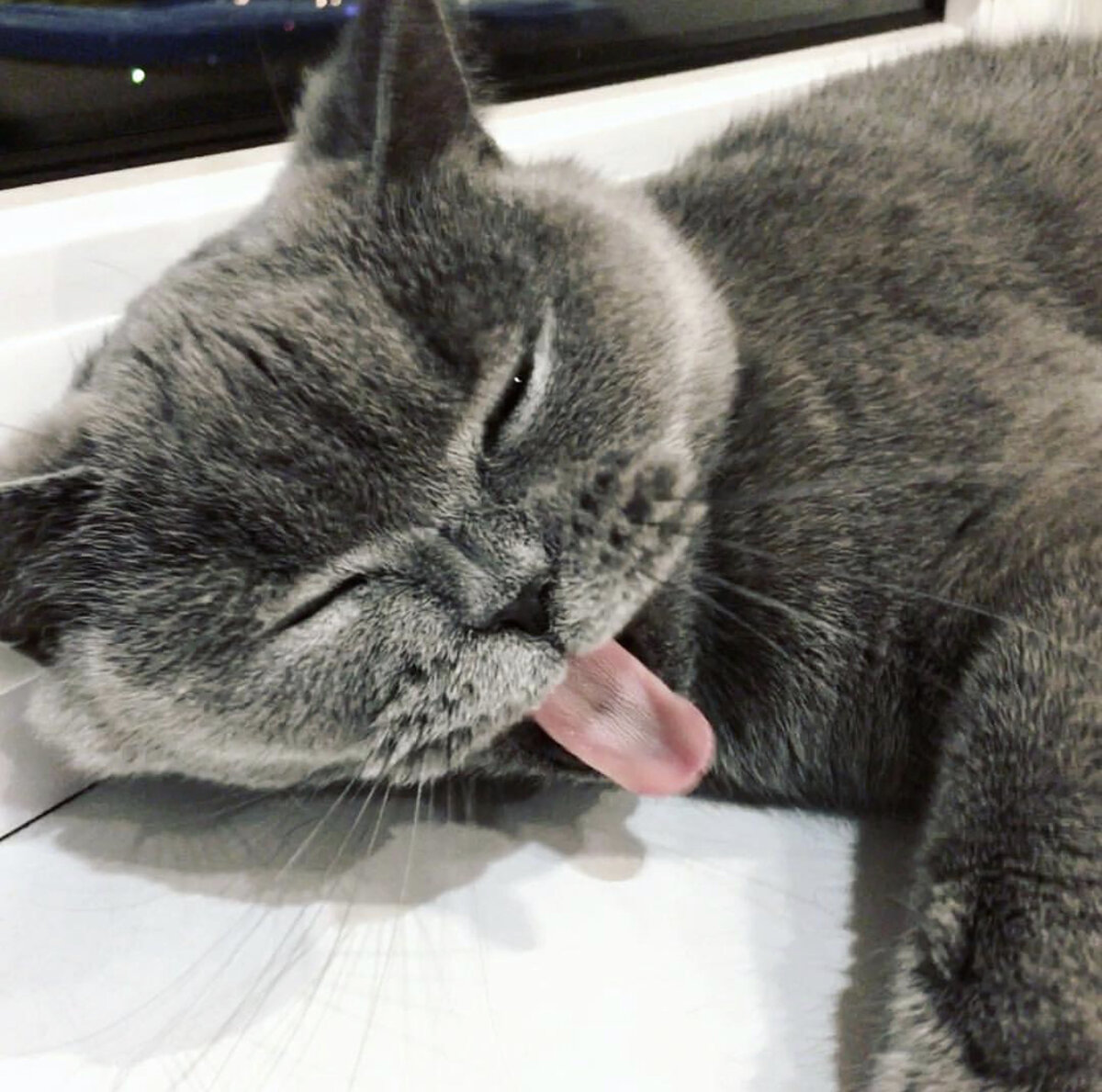 Простуда у кошки