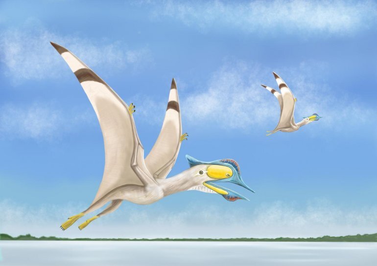 
Afrotapejara zouhrii