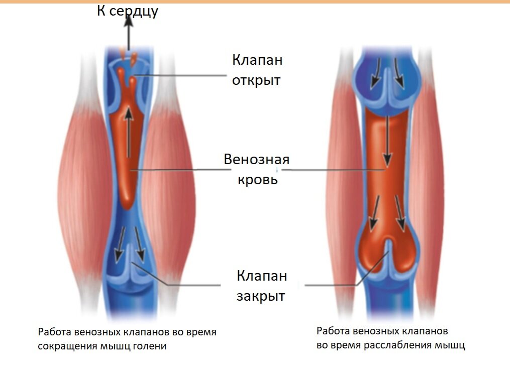 Венозные клапаны. Мышечно венозная помпа голени. Венознo мышечные насосы.