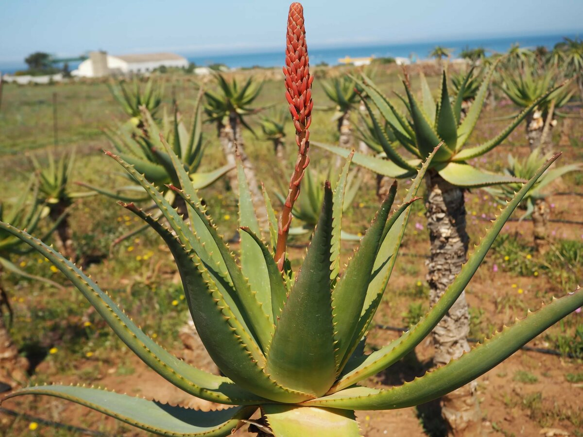 Алоэ в природе. Aloe arborescens. Алоэ древовидное (Aloe arborescens). Алоэ древовидное (столетник) (Aloe arborescens).