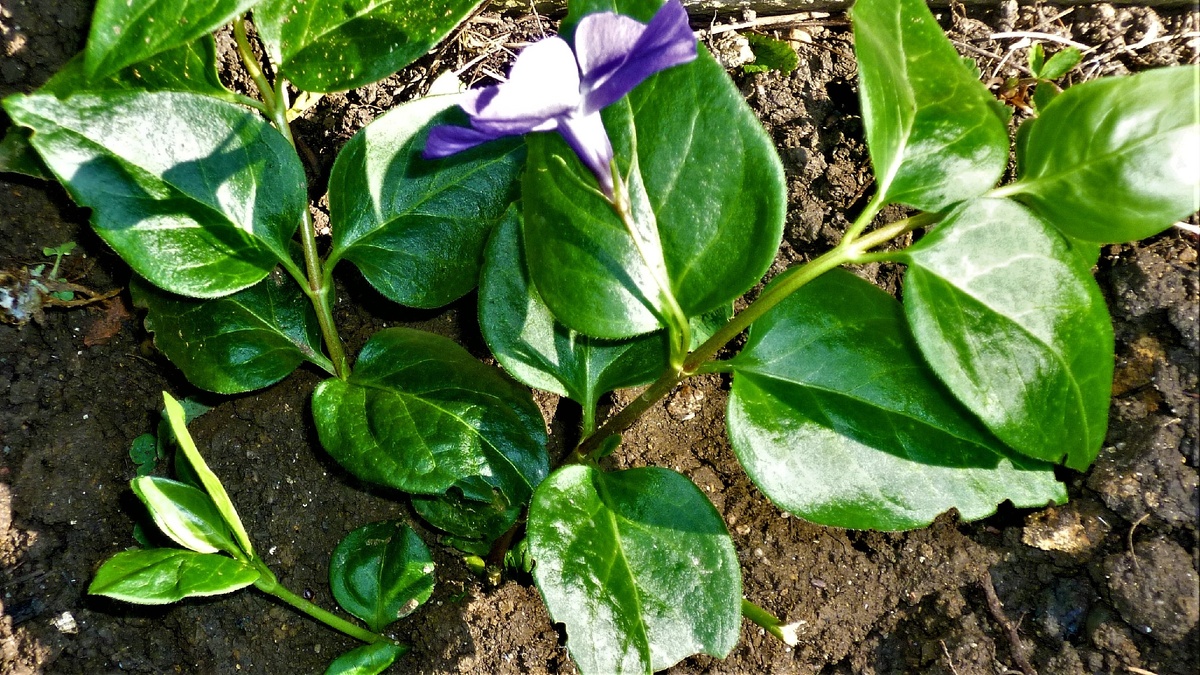 на третий день цветок ожил. Вот умничка, прижился! 