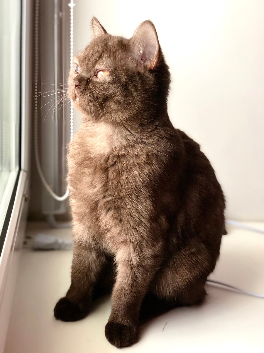 Моя британская кошка Тоня