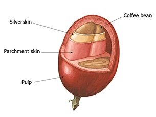 https://ru.jura.com/ru/about-coffee/barista-overview/70-%d0%b7%d0%b5%d1%80%d0%b5%d0%bd-%d0%b4%d0%bb%d1%8f-%d1%87%d0%b0%d1%88%d0%ba%d0%b8-%d0%ba%d0%be%d1%84%d0%b5