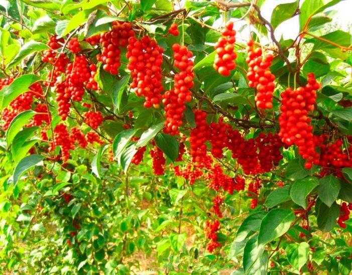 Лимонник китайский, у меня осенью не  такого яркого цвета ягоды. Фото из сети.