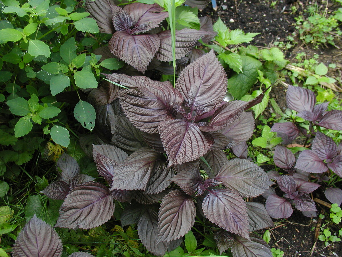 Перилла. Изображение http://wikiredia.ru/wiki/Purple_Perilla_foliage.JPG