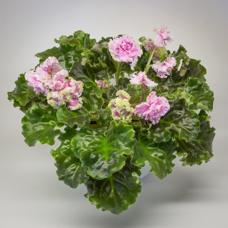 Цветущее взрослое растение фиалки - хорошая альтернатива срезанным цветам