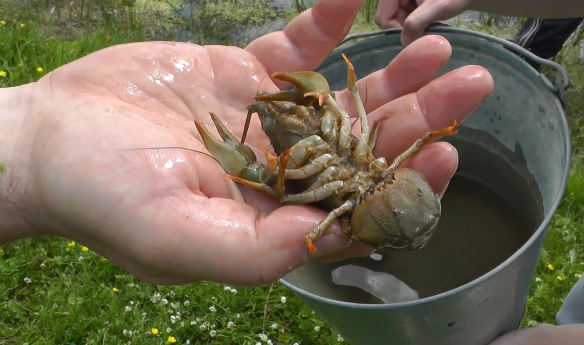 Пойманный рак