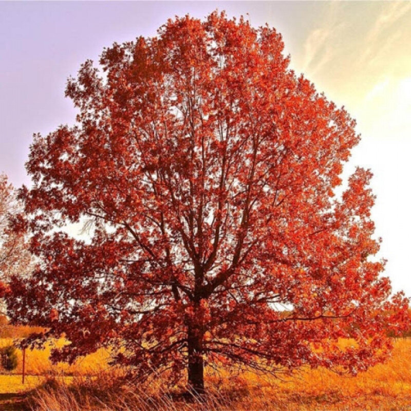 Дуб красный (Quercus rubra)