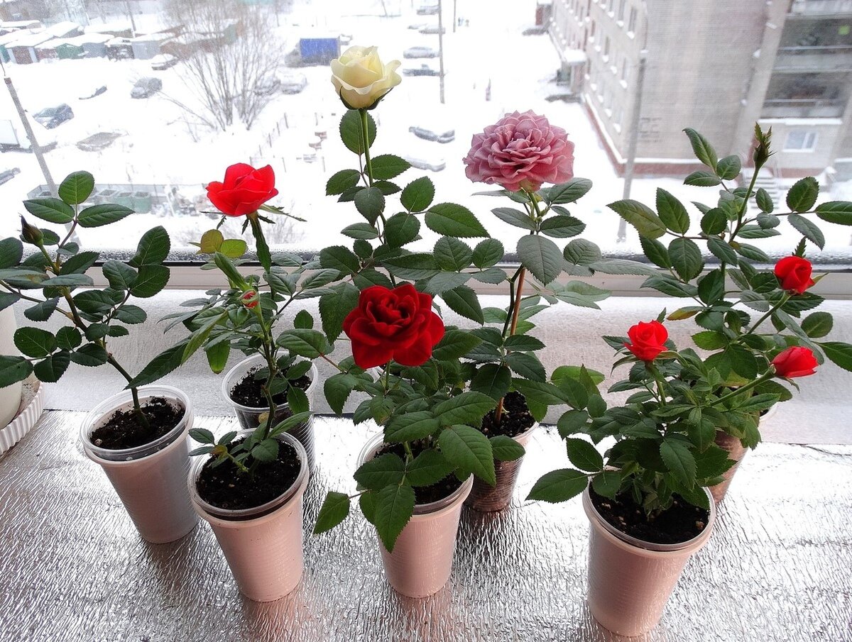 Красавицы розочки