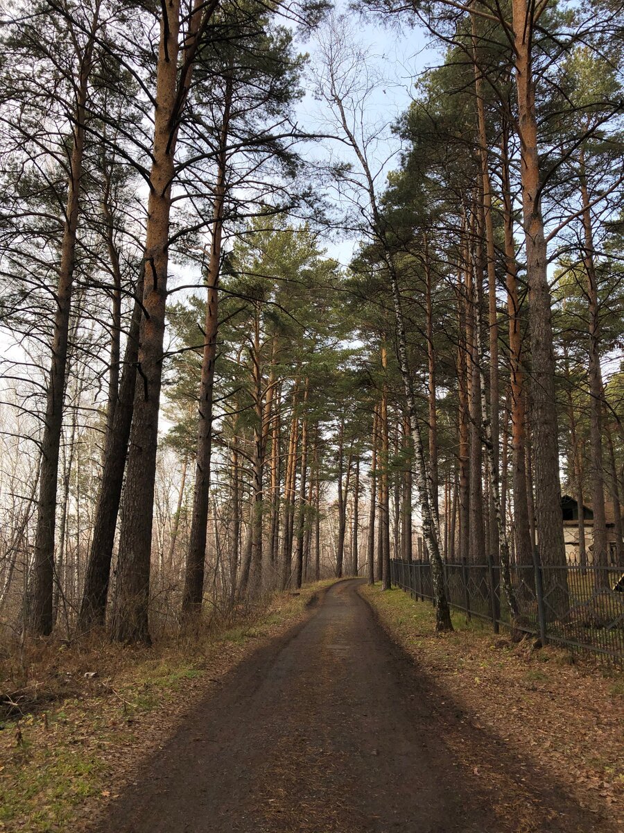 Дорога в лесу. Фото автора