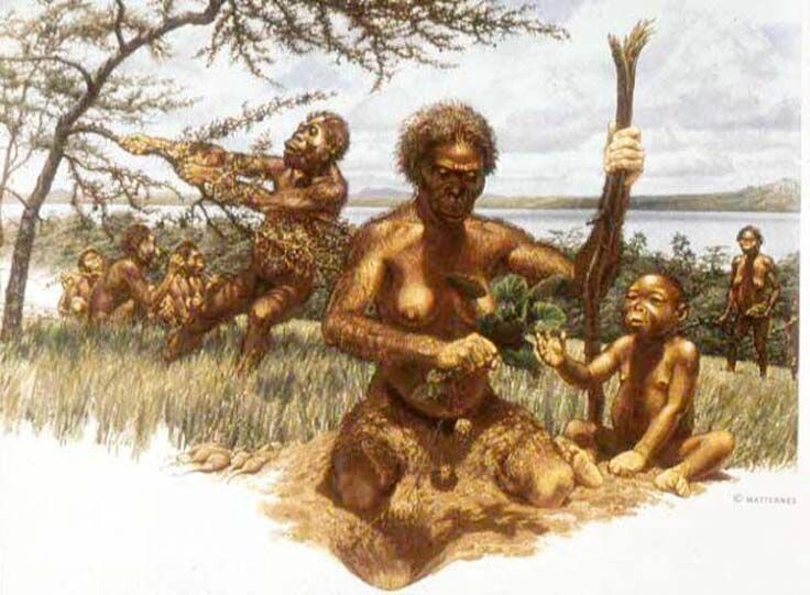 Австралопитеки собирают растительную пищу.