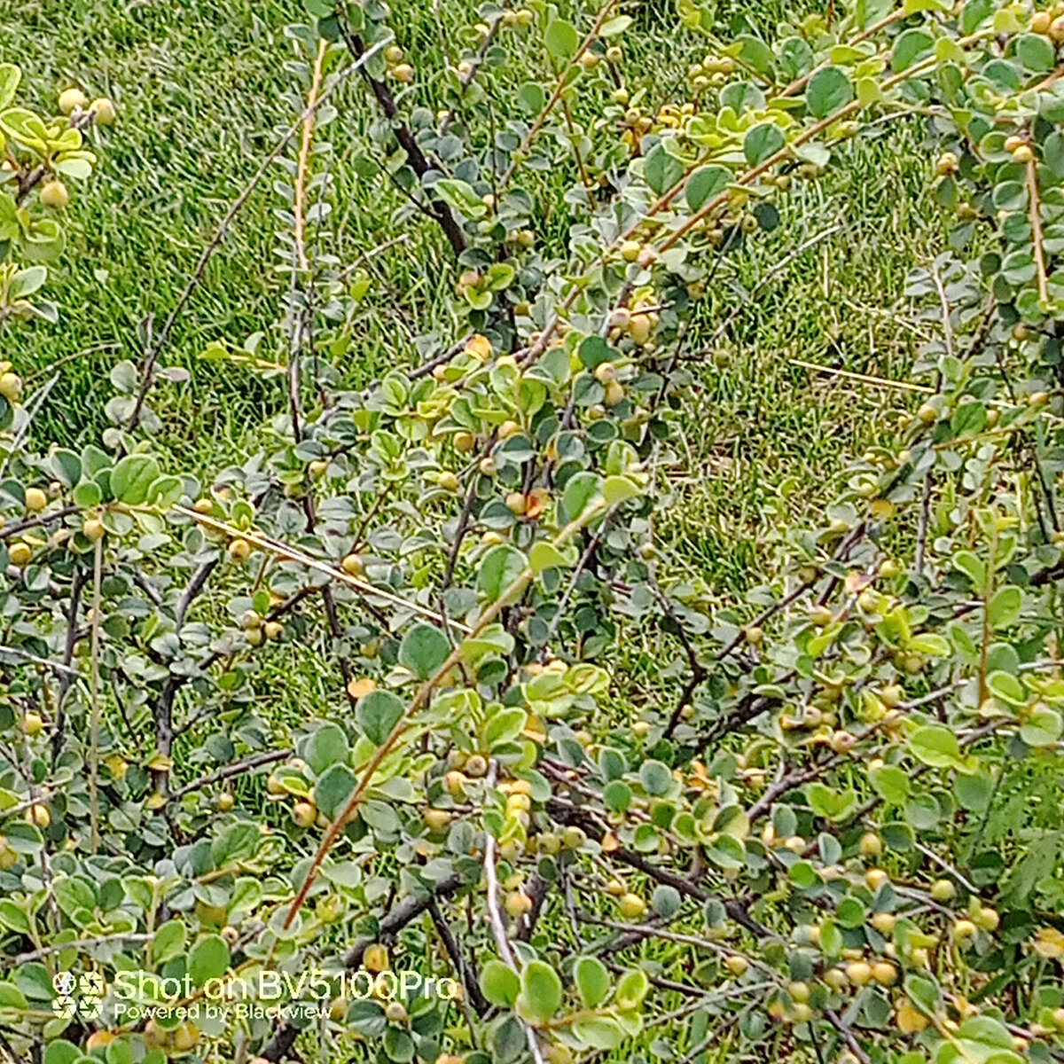 Не самые съедобные ягоды. Фото автора