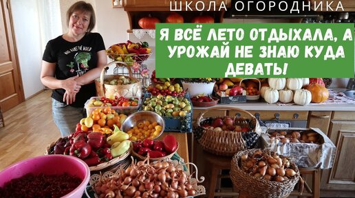 БЕЗ УХОДА! Какой в итоге я собрала урожай в огороде, за которым не ухаживала 2 месяца. Томаты, перец