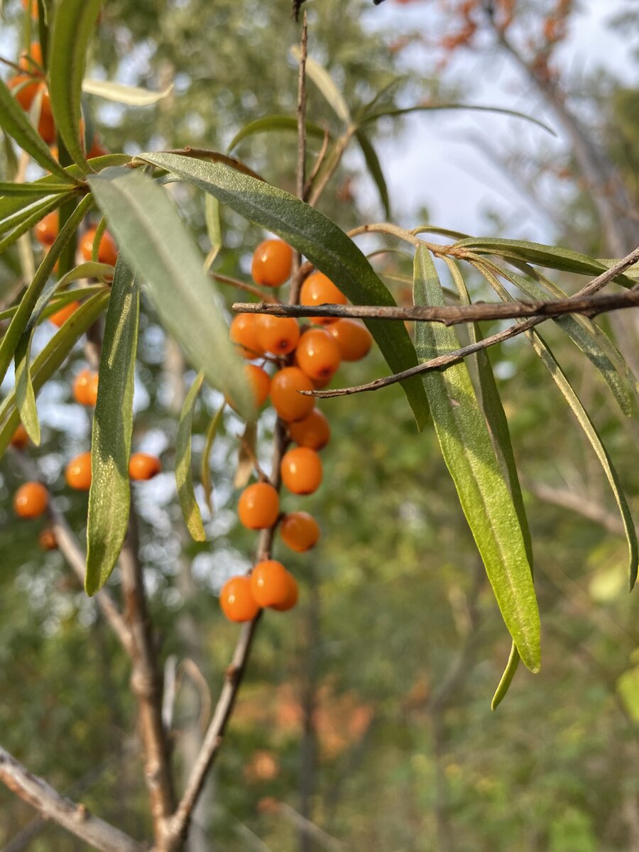 А вы любите облепиху? Прям так , как я люблю?