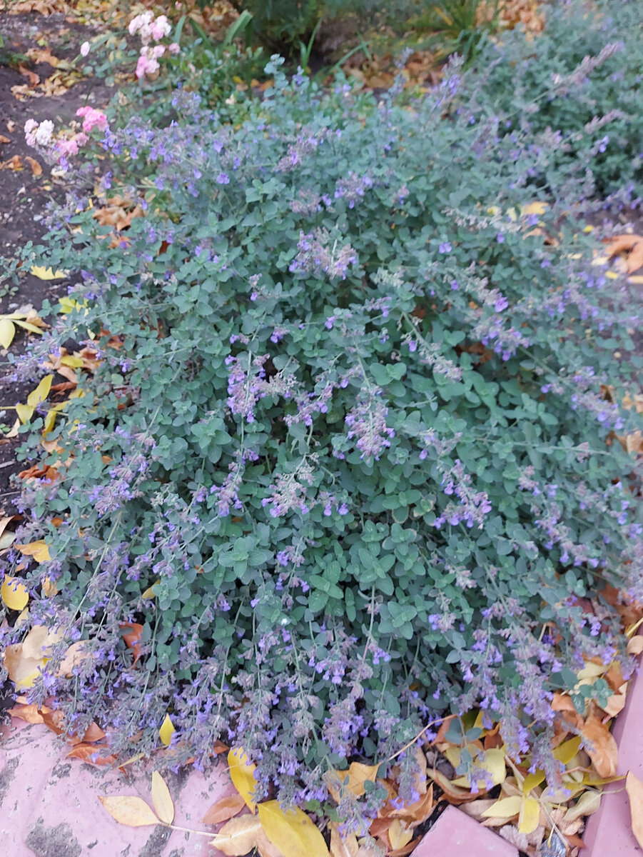 Котовник  (фото автора канала)