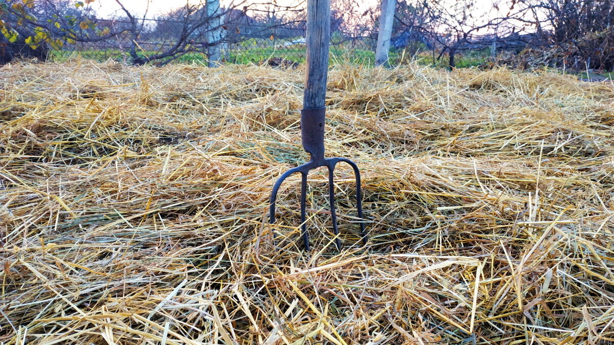 Грядка укрыта на зиму овсяной соломой.
