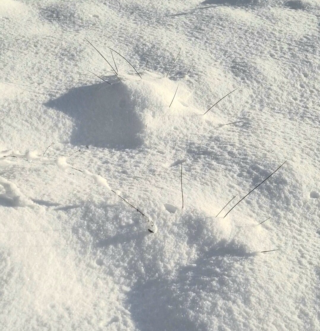 Ценный материал под снегом. Ситник обыкновенный