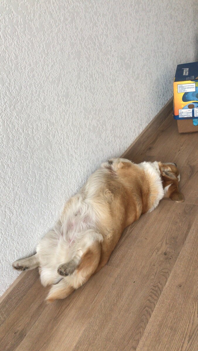 Хантер в новой квартире, фото и личного архива