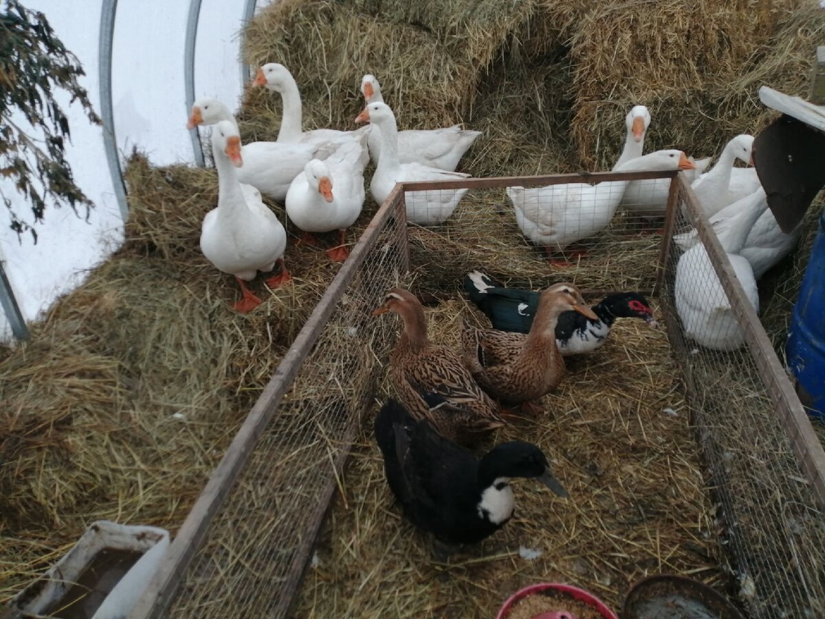 Часть птиц разместили рядом с козами