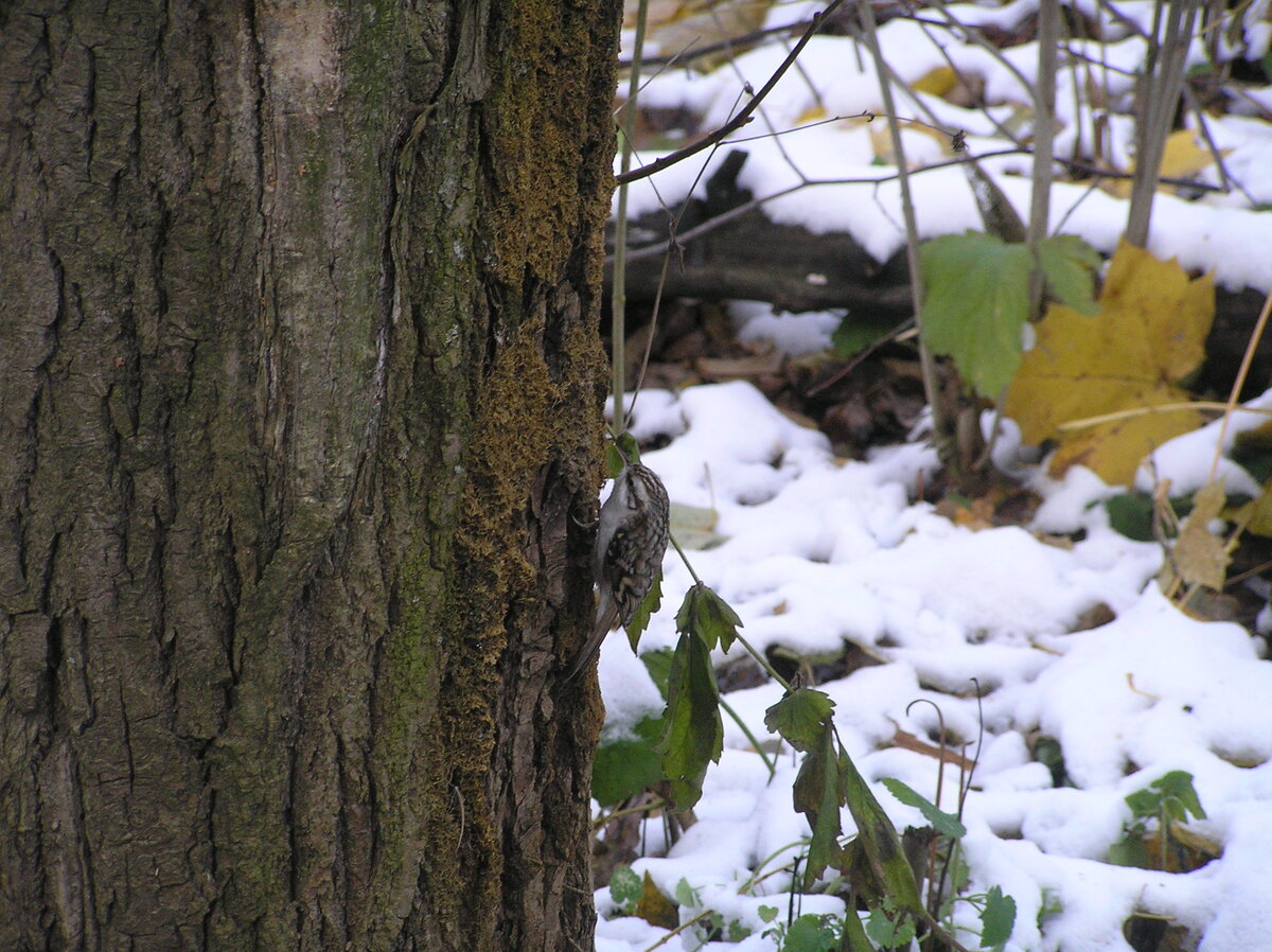 Пищуха на стволе почти совсем незаметна