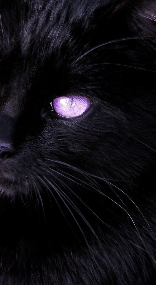 Бывают ли кошки с фиолетовыми глазами? | Meteora | Дзен