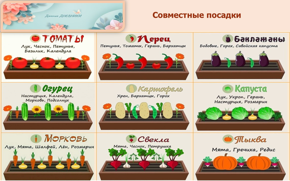 Что такое смешанные посадки овощей: наглядные примеры