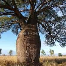 Бутылочное дерево: где оно растет в природных зонах