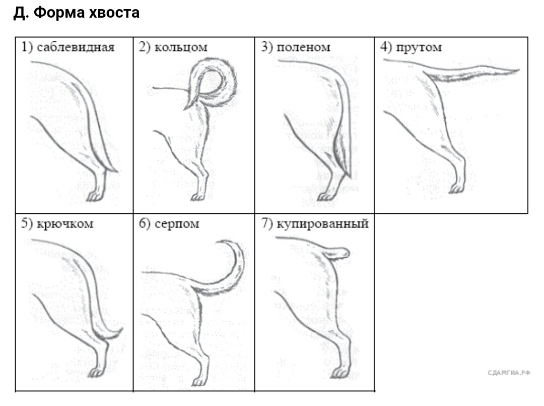 Можно ли исправить залом хвоста у щенка