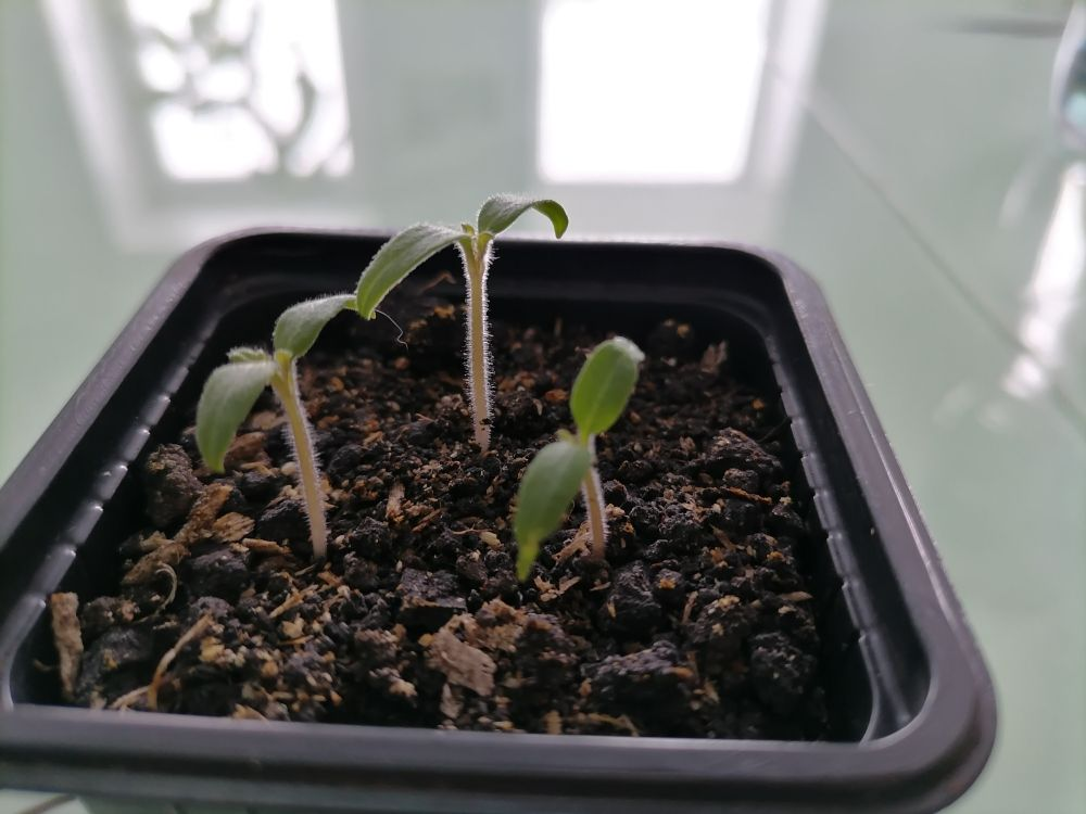 Всходы томатов, фото автора