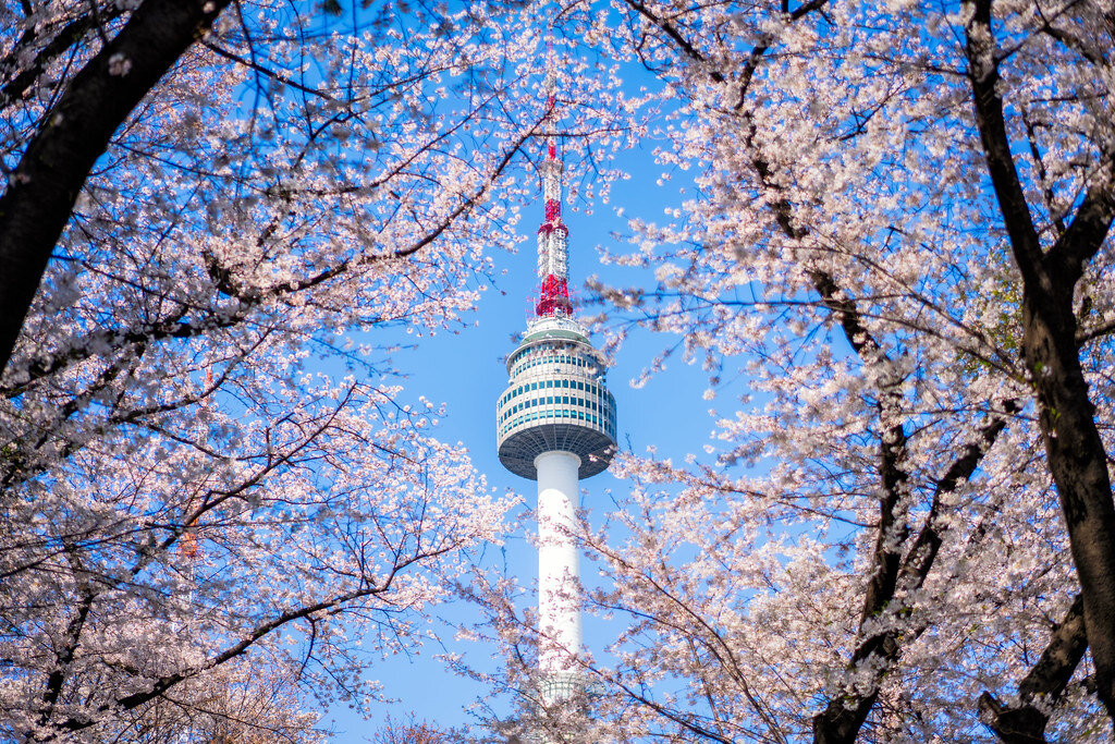 Сеул Южная Корея Cherry Blossom