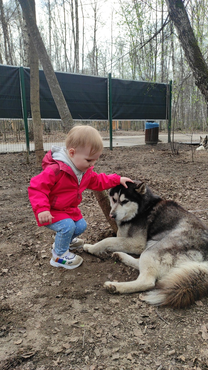 26.04.22 – первое посещение хаски-парка. Восторг, визг, усиление😇
