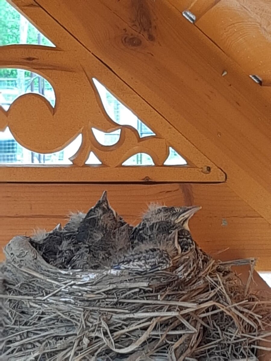 Под крышей дома свили гнездо. Дрозд свил гнездо. Свить гнездо. Птицы под крышей с птенцами. Дрозд свил гнездо на крыше.