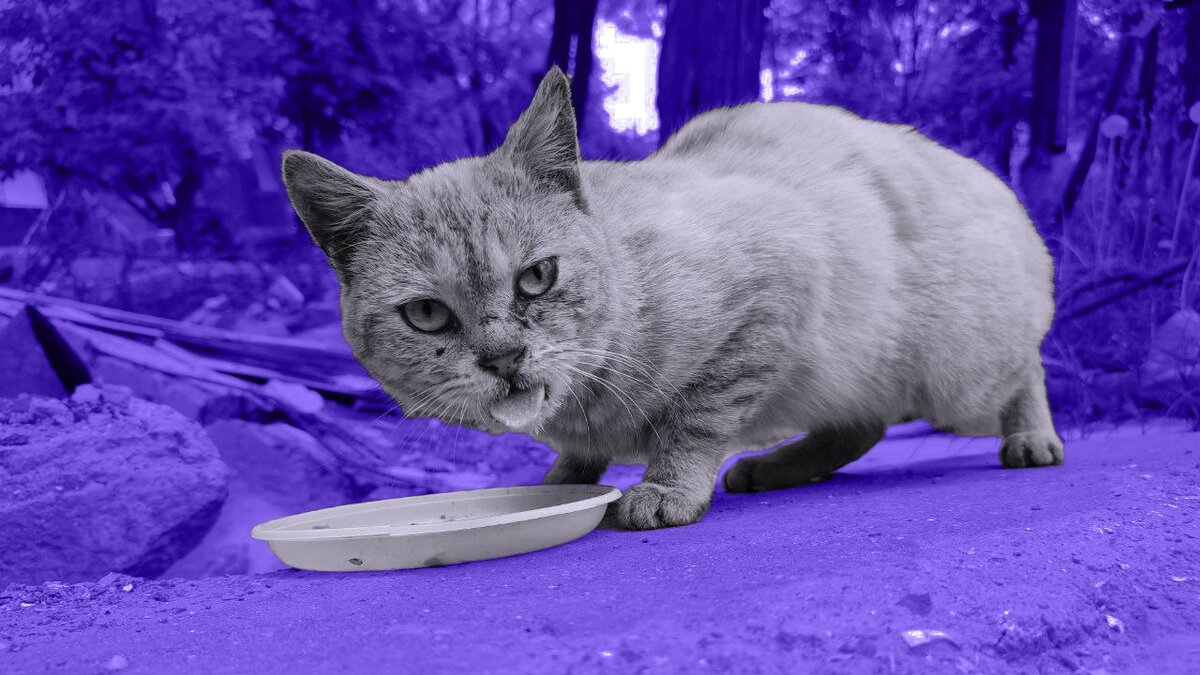 Картинка: Baza