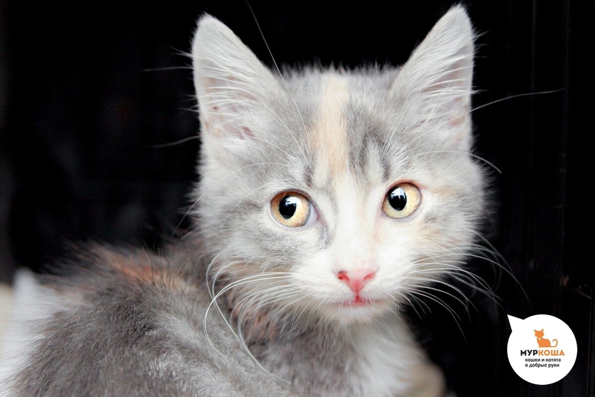 Слова в ритму. Три котёнка мультсериал 2009–2014. Слова с повторяющимися звуками на конце. Стих про царапки. Котенка рифма.