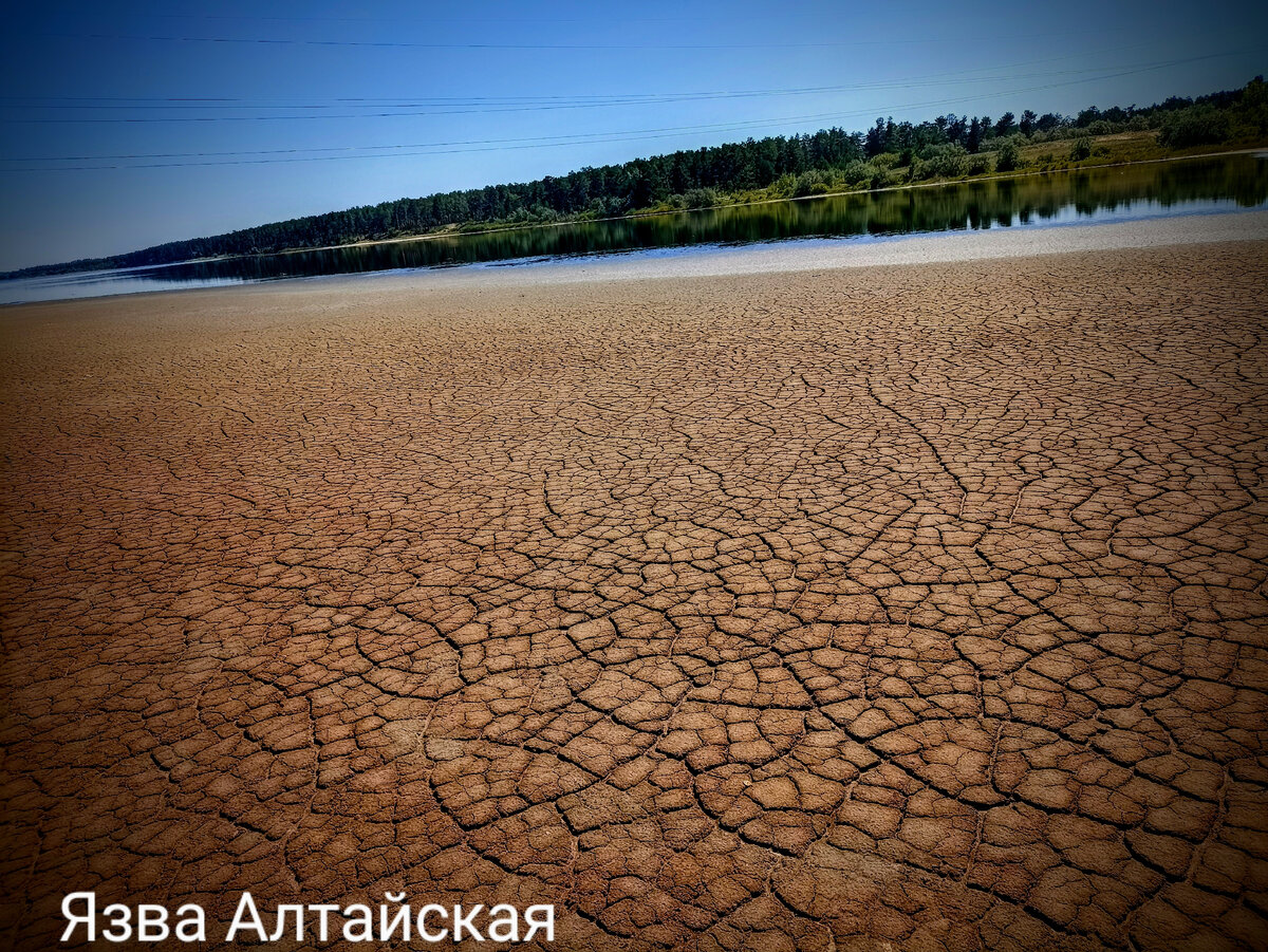 Язва алтайская дзен