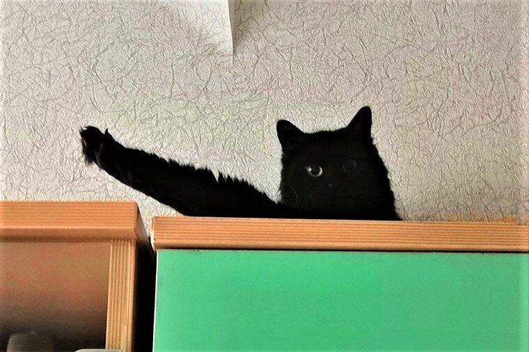 Хоба дабл хоба картинки котов