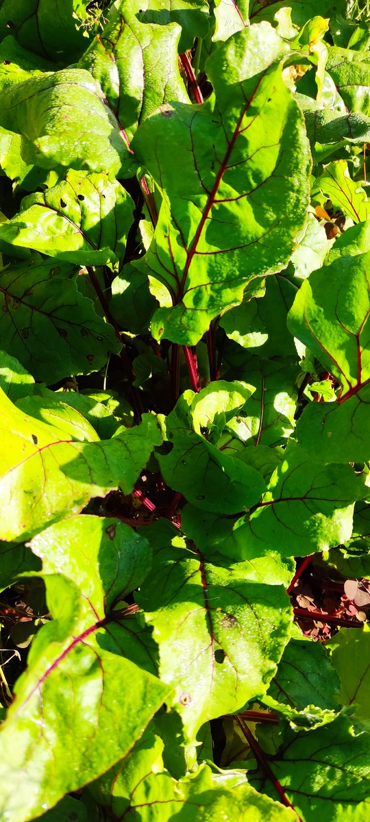 Что бы свекла долго хранилась, нужно вовремя убрать с грядки этот корнеплод. 