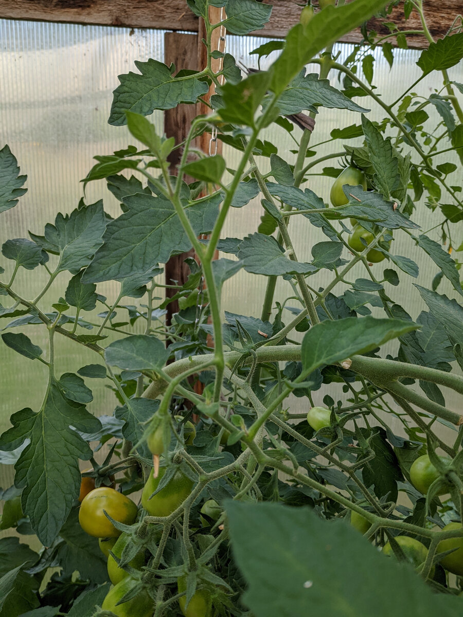 Испанский тёмно-малиновый даёт прорву пасынков и расползается во все стороны с неадекватной скоростью. Достигает крыши и плетётся под ней на манер лианы. Глаз да глаз за ним! Но зато потом и урожай снимаешь корзинками