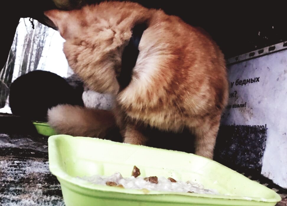 На шее тугой зеленый ошейник. Явно, что кот домашний.