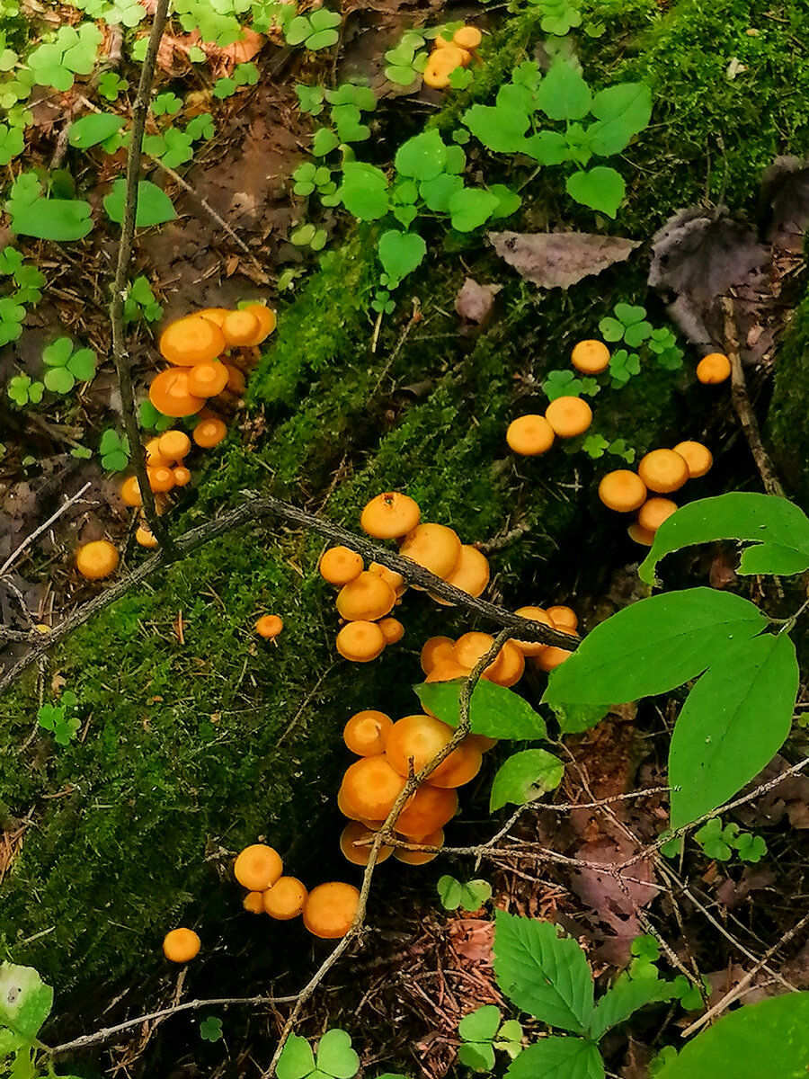 Опёнок летний