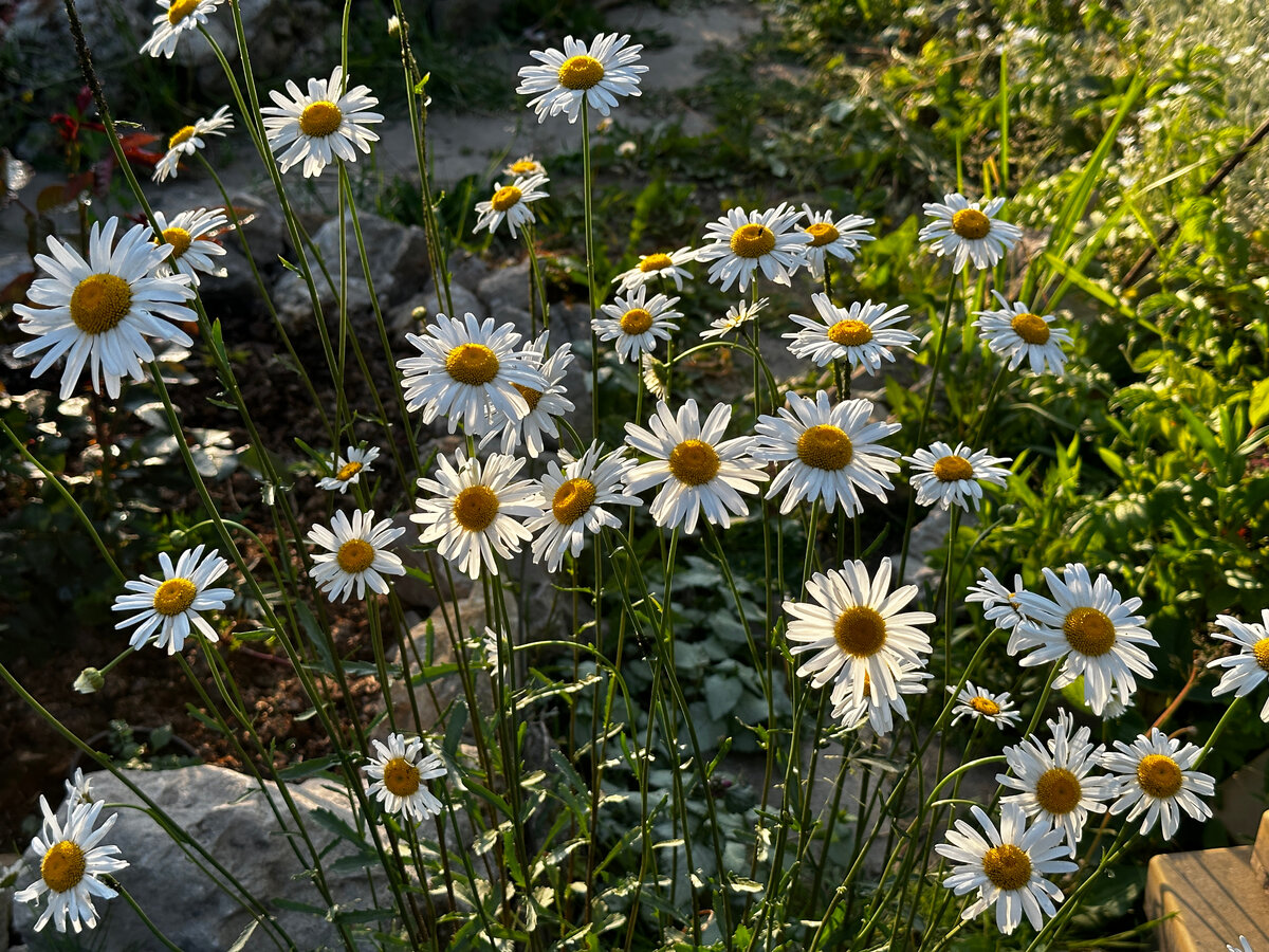 ‘Früling Freude’ - действительно, "радость", и действительно, "весенняя". Фотографии в тексте мои.