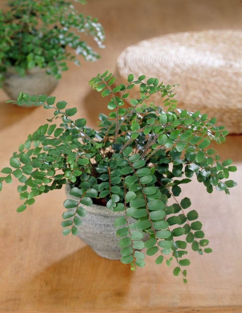 комнатное растение с мелкими листочками. пеперомия микс. солейролия (гелксина, хелксина). каллизия ползучая. растение мюленбекия ампельная.