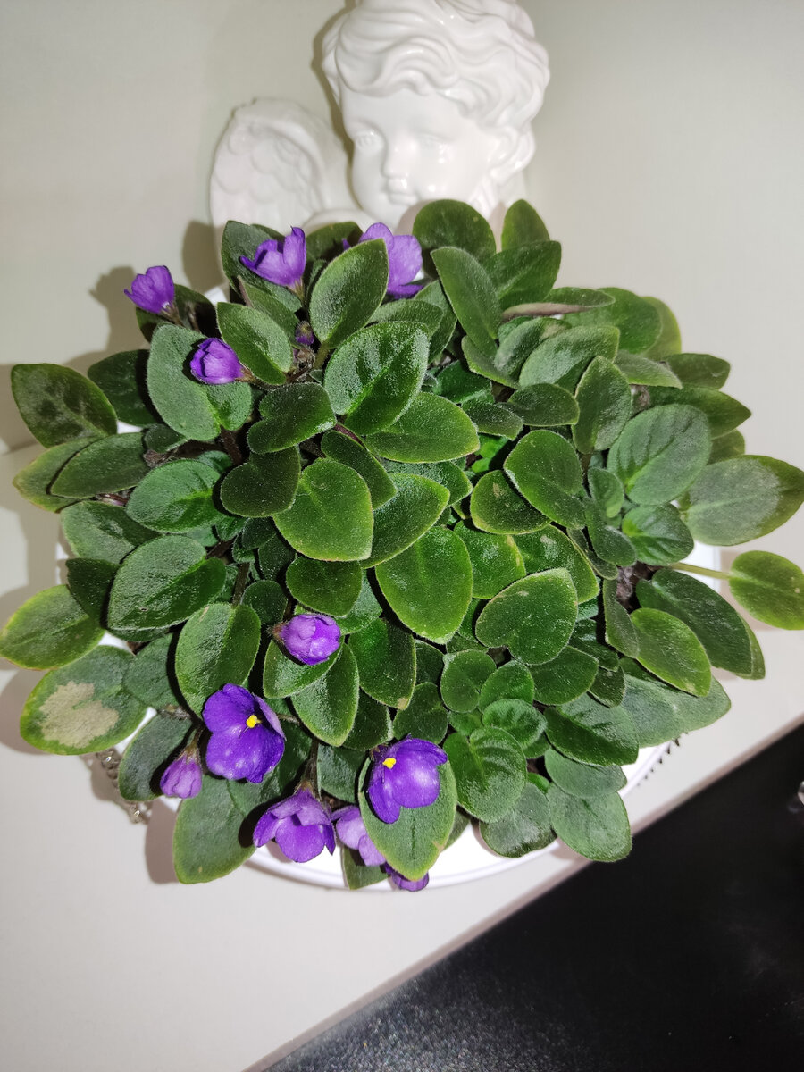 СВ город Палермо. Полуминиатюрный кустовой трейлер с цветами колокольчатой формы. 