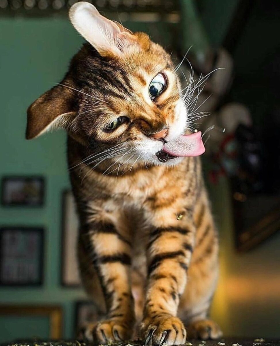 про веселых котиков. веселые кошки. радостный кот. улыбаться. забавные котята.