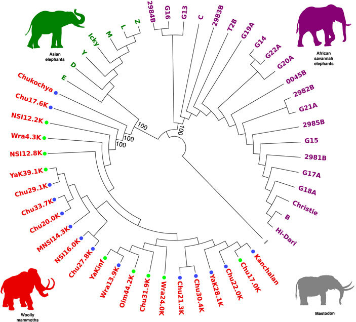 Рис. 2. Реконструкция филогении хоботных по данным полногеномного анализа. Серым цветомобозначен геном мастодонта, пурпурным — геномы африканского саванного слона, зеленым — индийского слона, красным — шерстистого мамонта (синими точкамипомечены геномы с перекрытием от 2,3 до 4,1 раз, зелеными — более 10,4 раз; см. Coverage). Изображение из обсуждаемой статьи в Current Biology