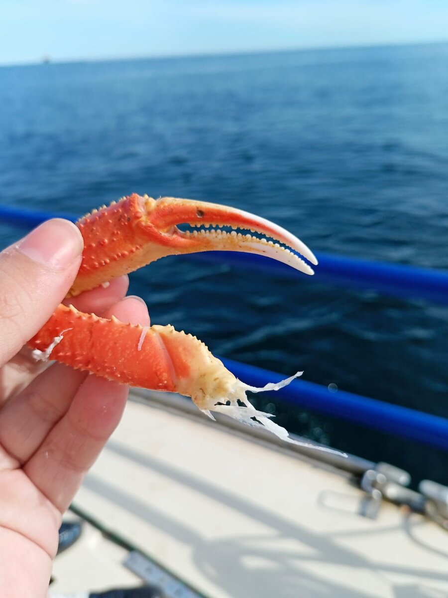 Крабы в Тихом океане