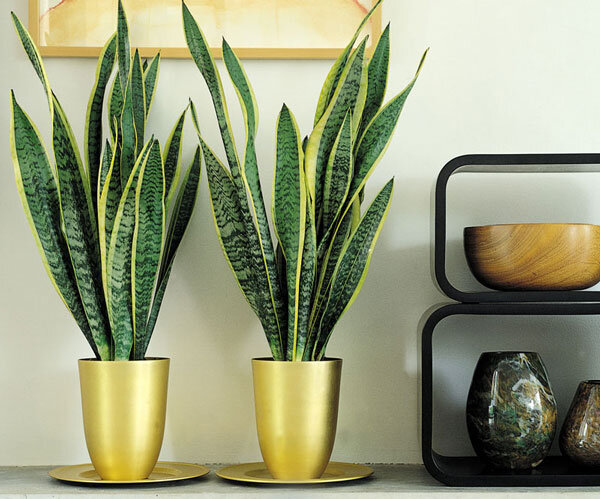 С длинными листьями