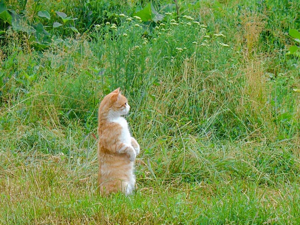 Рыжий кот в поле. Кот суслик. Рыжий кот на задних лапах. Кот стоит.