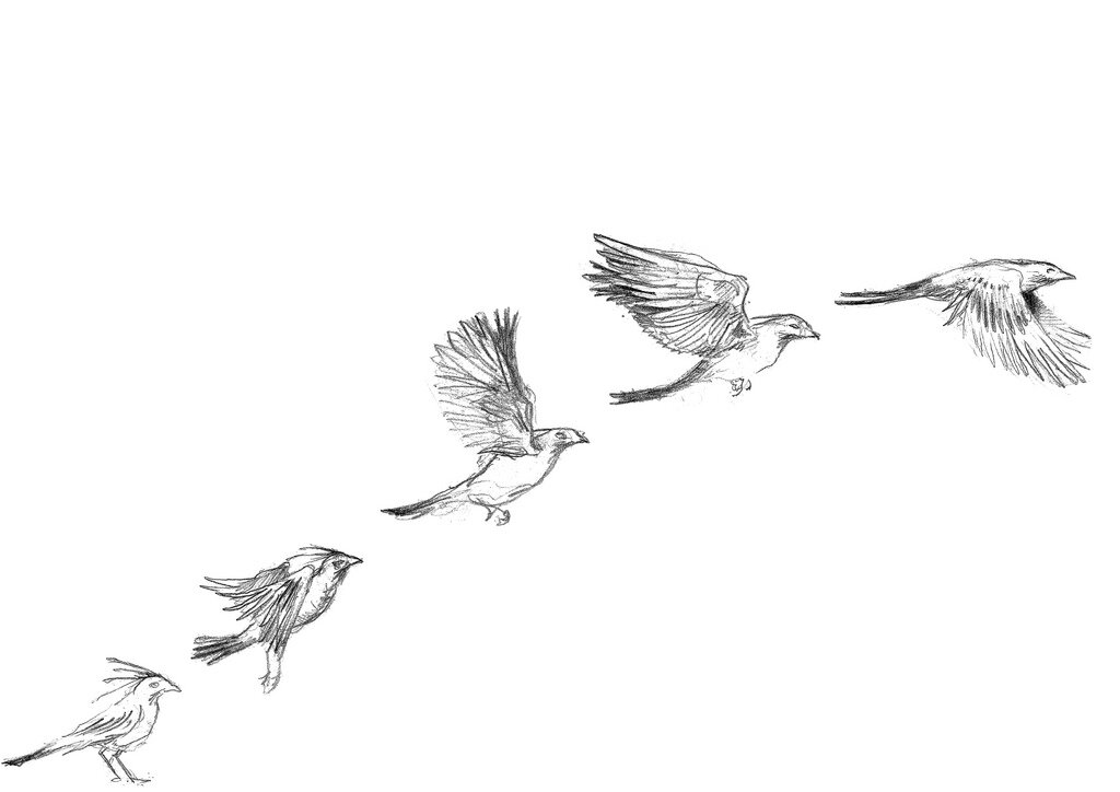 Движение птиц полет