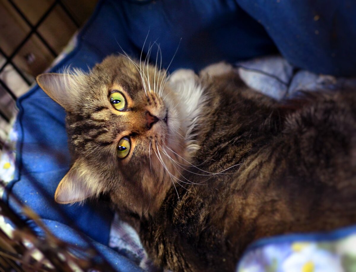 Каждый  вечер люди проходят мимо уличных кошек, не задумываясь о том, что  голодное мяуканье — это признак крайнего отчаяния, истощения сил, что  кошка больше не может выживать в суровых городских реалиях... малыш  Кокош как раз из таких.  Судьба улыбнулась ему,  Кокош попал в приют "Муркоша". 